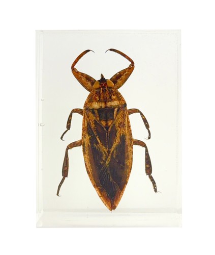 Belostomatidae lethocerus - lethocerus, sp
