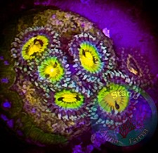 SAF~ Buttmuncher Zoanthid