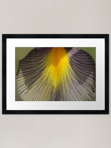 Iris petal framed art print - petal,