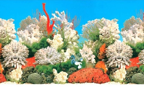 Aquarium fish tank vivarium - aquarium,