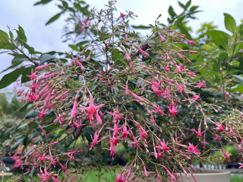 Fuchsia wapenveld bloei - fuchsia, 'wapenveld's