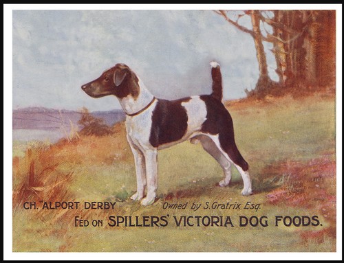 Smooth fox terrier - terrier, spillers