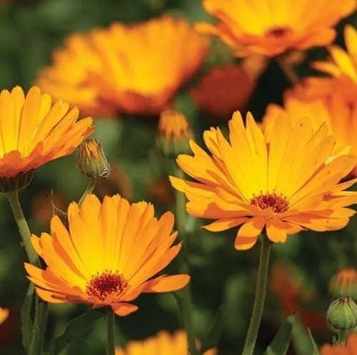 Garden cottage marigold - 3, x