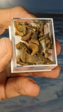 British Fossil Shark Teeth