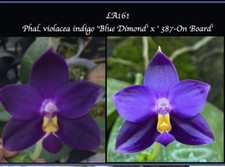 FRAGRANT Phalaenopsis violacea indigo ‘Blue Dimond’ x ‘ 387-On Board’, 