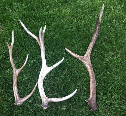 Red deer stag 1 - red,