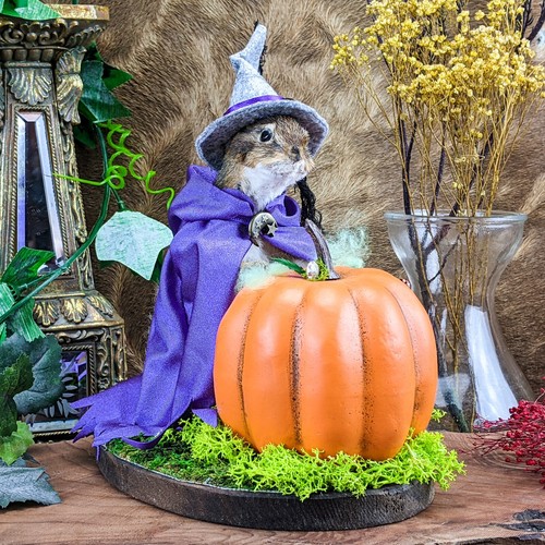Chipmunk witch pumpkin spell - witch,