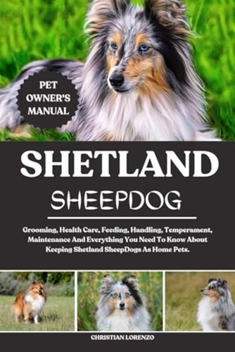 Shetland sheepdog grooming - shetland,