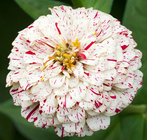 Peppermint stick zinnia flower - peppermint,