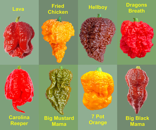 Worlds hottest chilli - hottest, 55