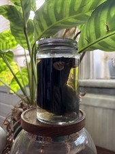 Mole Wet Specimen Taxidermy