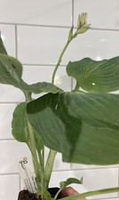 Hosta 'Blue Angel' in 9cm pot