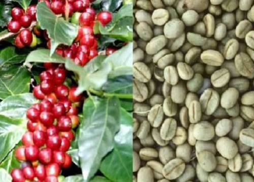 Coffee plant seeds - 15, (arabic