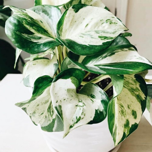 White princess philodendron - white,