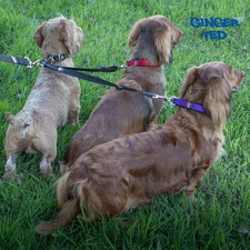 Ginger Ted Dog 3 Triple