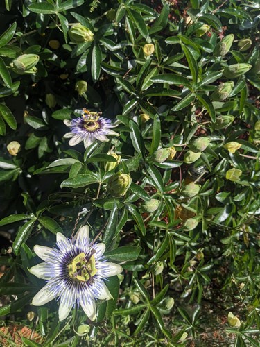 Rooted blue passion flower - passion,