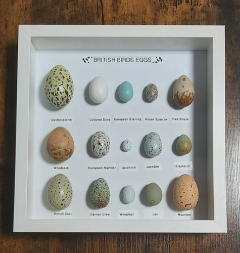 Framed british birds eggs - birds,