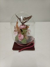 Vintage Taxidermy Entomology