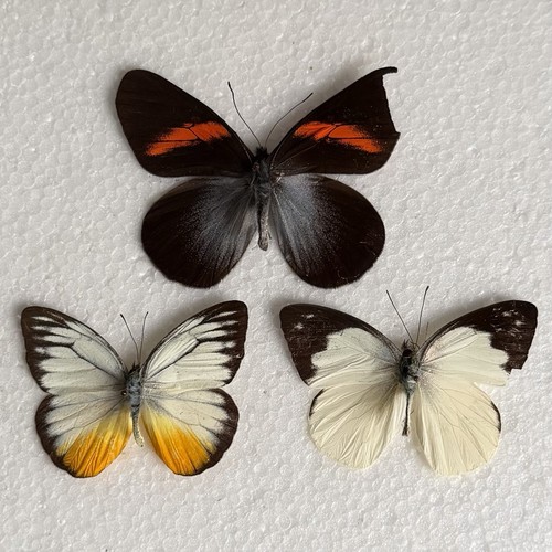 Entomology butterfly specimen - butterfly,