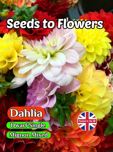 Dahlia variabilis dwarf - -,