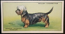 DANDIE DINMONT TERRIER