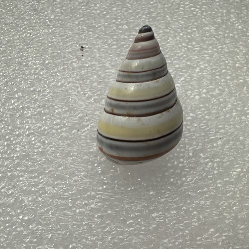 Liguus virgineus candy stripe - ,