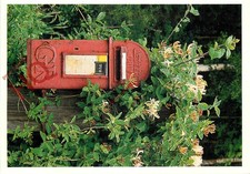 Postcard; ROYAL MAIL, LETTER BOX, COVERED IN HONEYSUCKLE, FINZEAN, BIRSE FOREST