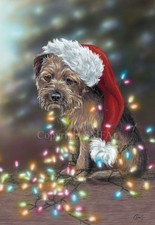 Border Terrier Christmas cards 10 pack 'Bah Humbug' by Paul Doyle C337x