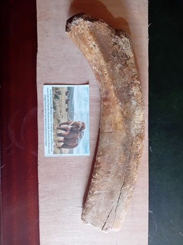 Wooly mammoth rib bone - mammoth,
