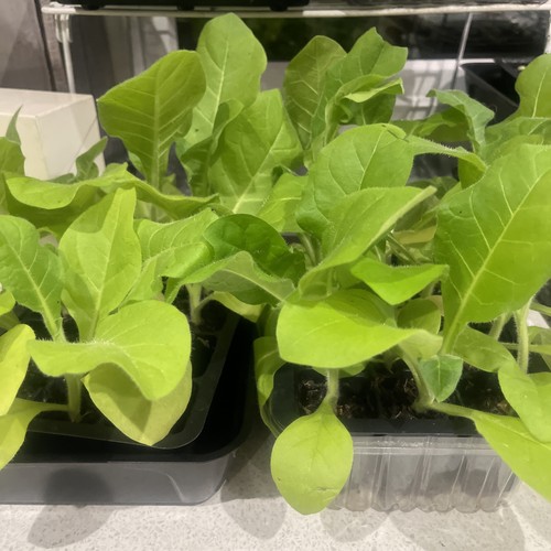Amber leaf component - , burley