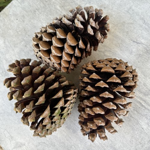 Giant pine cones - cones,