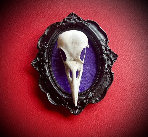 Real bird skull picture - real,