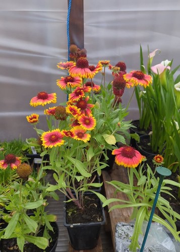Gaillardia arizona sun 9cm - arizona, 1