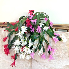 Schlumbergera gaertneri Rhipsalidopsis gaertneri Easter Cactus Mix UK Grown