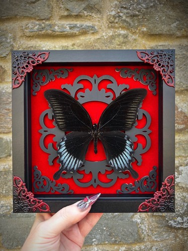 Framed black phoenix - black,