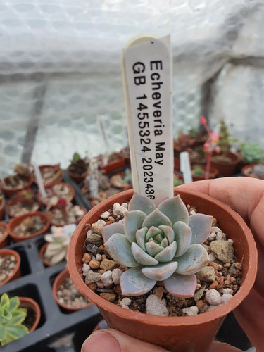 Echeveria may uk grown - echeveria, 'may'|