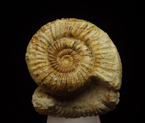 Ammonite perisphinctes - -,
