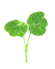 Herb - Nasturtium alaska mix -