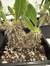 Pot 12cm Rare Plant SucculentLive Pachypodium densiflorum Random Own Root Decor