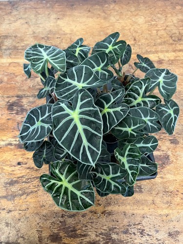 Alocasia balloon heart - alocasia, heart’