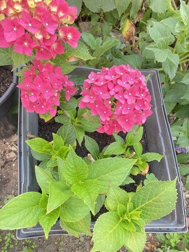 Dark pink hydrangea 3 - dark, 2-3
