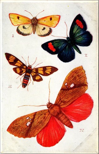 British butterflies and - british, moths