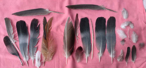 Natural feathers from - uk, x