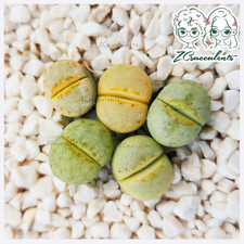Lithops-julii-'Peppermint-Crem