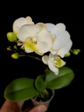 Mini Phalaenopsis White. 1