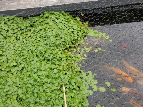Oxygenating pond plants - plants, 500g