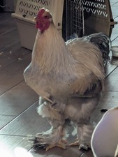 12 Isabel Brahma Hatching Eggs