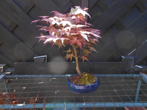 Bonsai japanese acer named - bonsai,