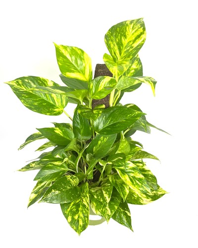 Pothos patricio specimen on - pothos,