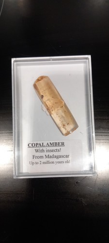 Copal amber fossil - fossil, with